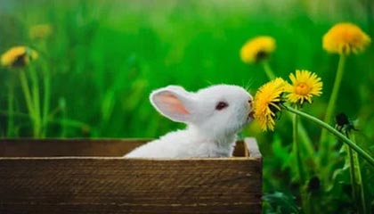 外教能否真正适应中国联赛管理模式，外国联赛的中国教练