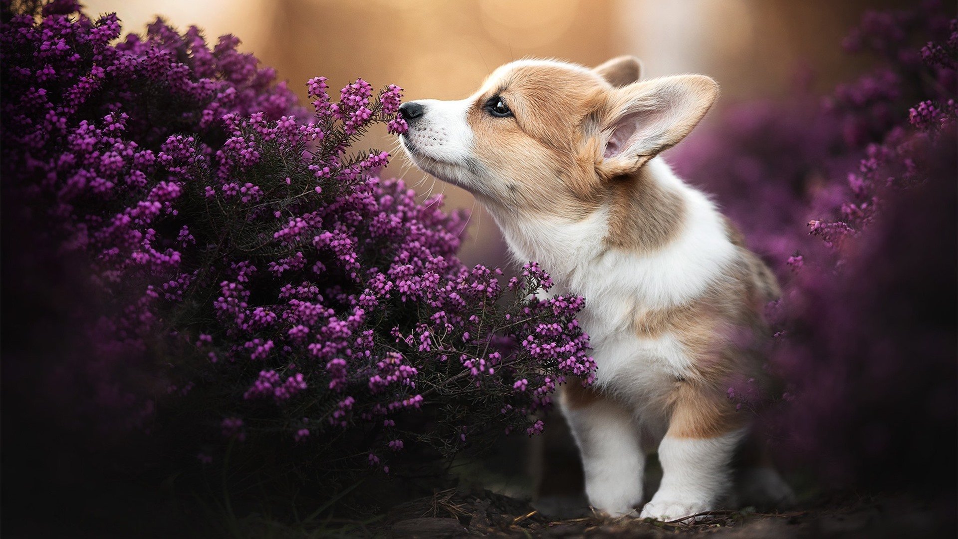 _无人驾驶赛车:未来驾驶运动的前沿探索_,《无人驾驶》