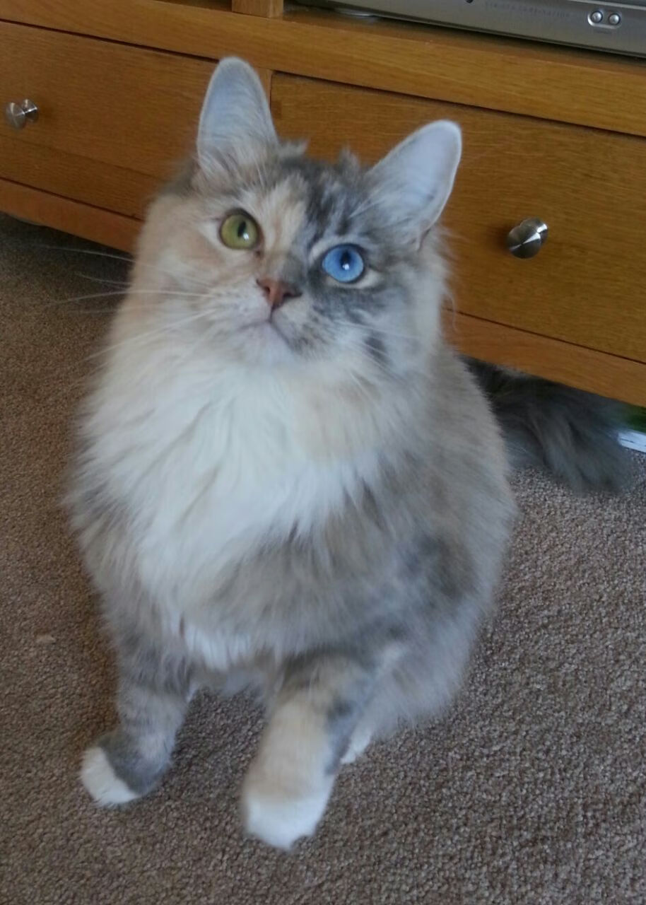 _骑士年轻新星崭露头角，犹如黑马突围_，骑士新作