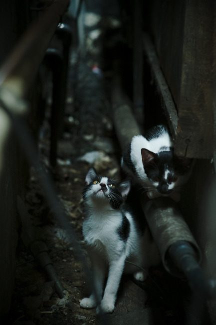 “法甲还有悬念，冠军争夺激烈进行中”，法甲冠军含金量