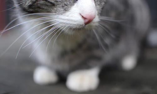 【新星崛起】年轻运动员的训练方法与成功秘诀,那些刻苦训练的年轻运动员