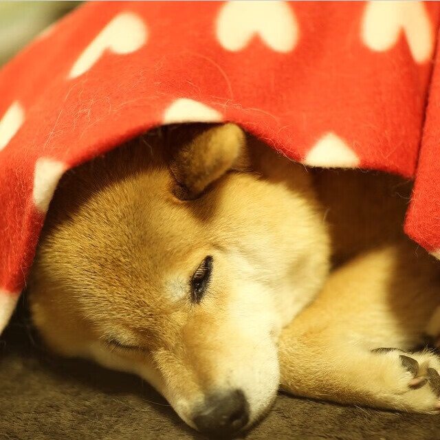 德甲球队战术多变,战绩持续提升,德甲阵营