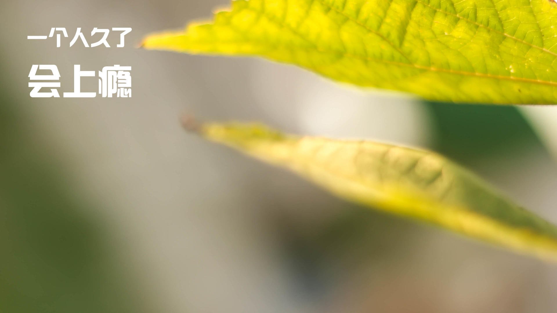 阿根廷国家队球员观看湖人比赛，备战与哥斯达黎加的友谊赛，2021阿根廷篮球