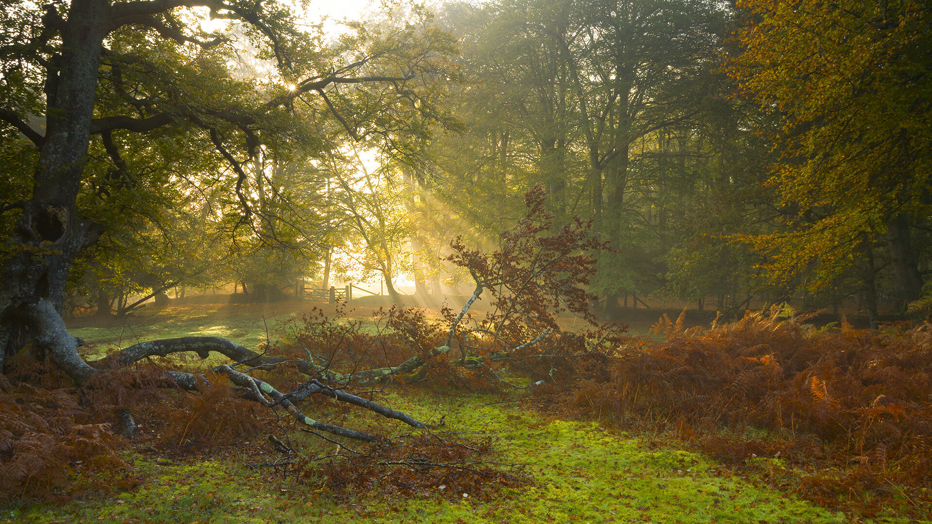 G联赛MVP候选人名单公布,g联赛视频