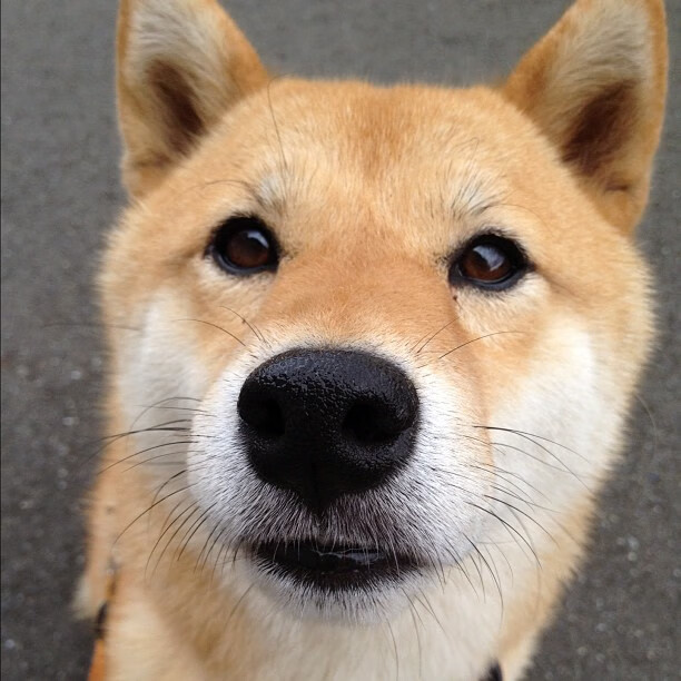 外线射手状态火热,带领球队风光夺冠,外线球员和内线球员