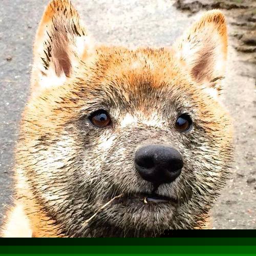 尤文图斯惜败于皇马，无缘晋级半决赛，尤文图斯上半场