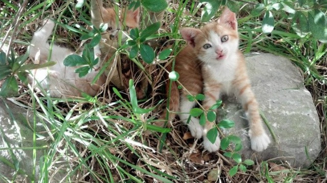 帕尔马拿下重要胜利,积分榜上升,帕尔马队