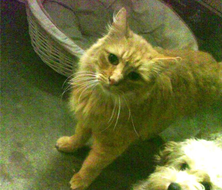 新秀崛起：莱比锡红牛梅开二度掀翻沙尔克，莱比锡红牛实力