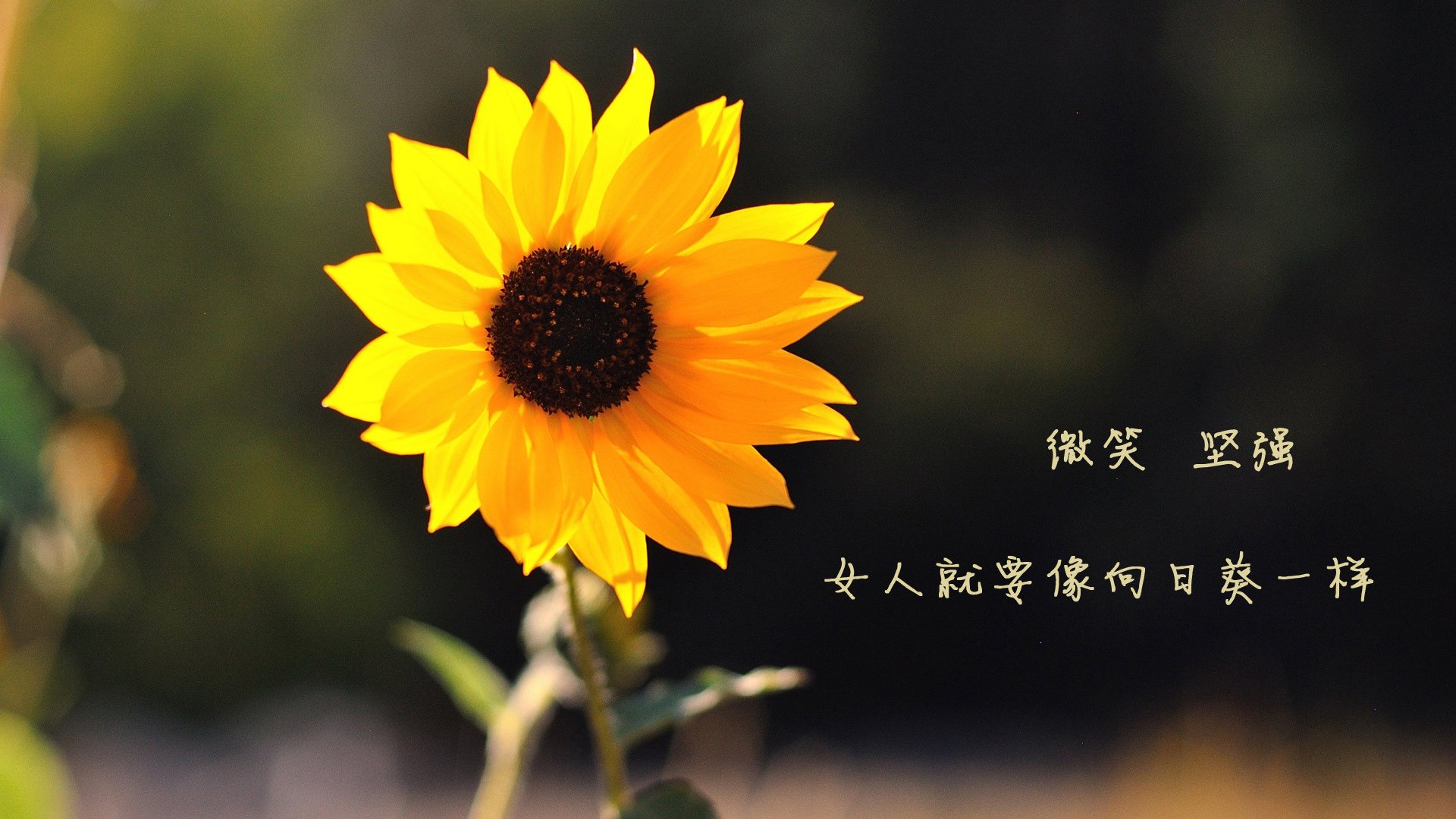 新秀掌控全队 氛围焕发 迎接新挑战,新秀团队