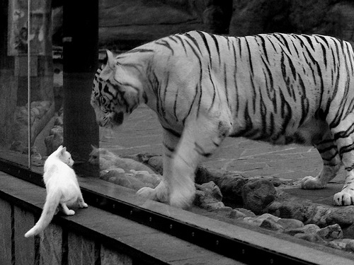 森林狼球队主场表现日益出色，森林狼足球队