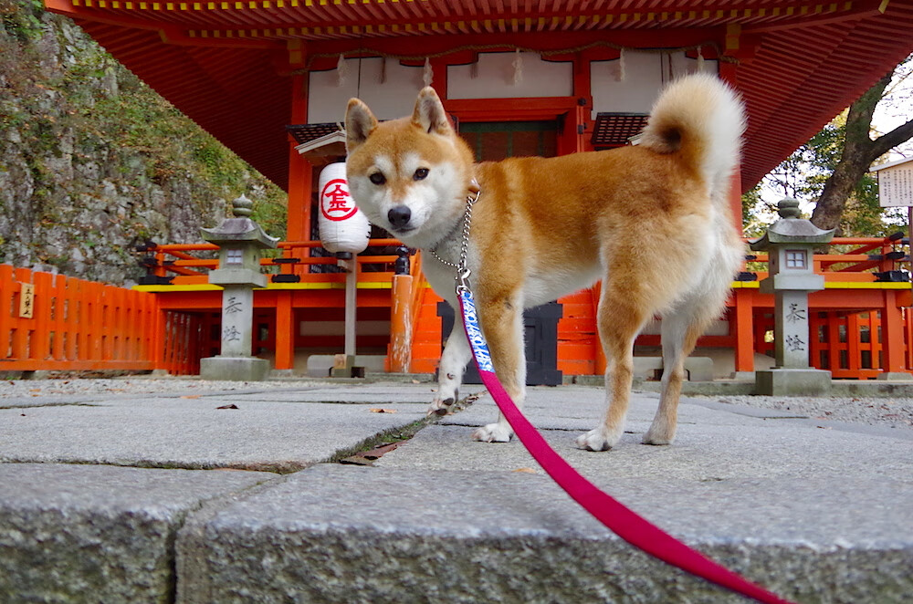 澳洲锦标争霸：决赛之战浴血奋战，澳洲足球锦标赛2020现场直播