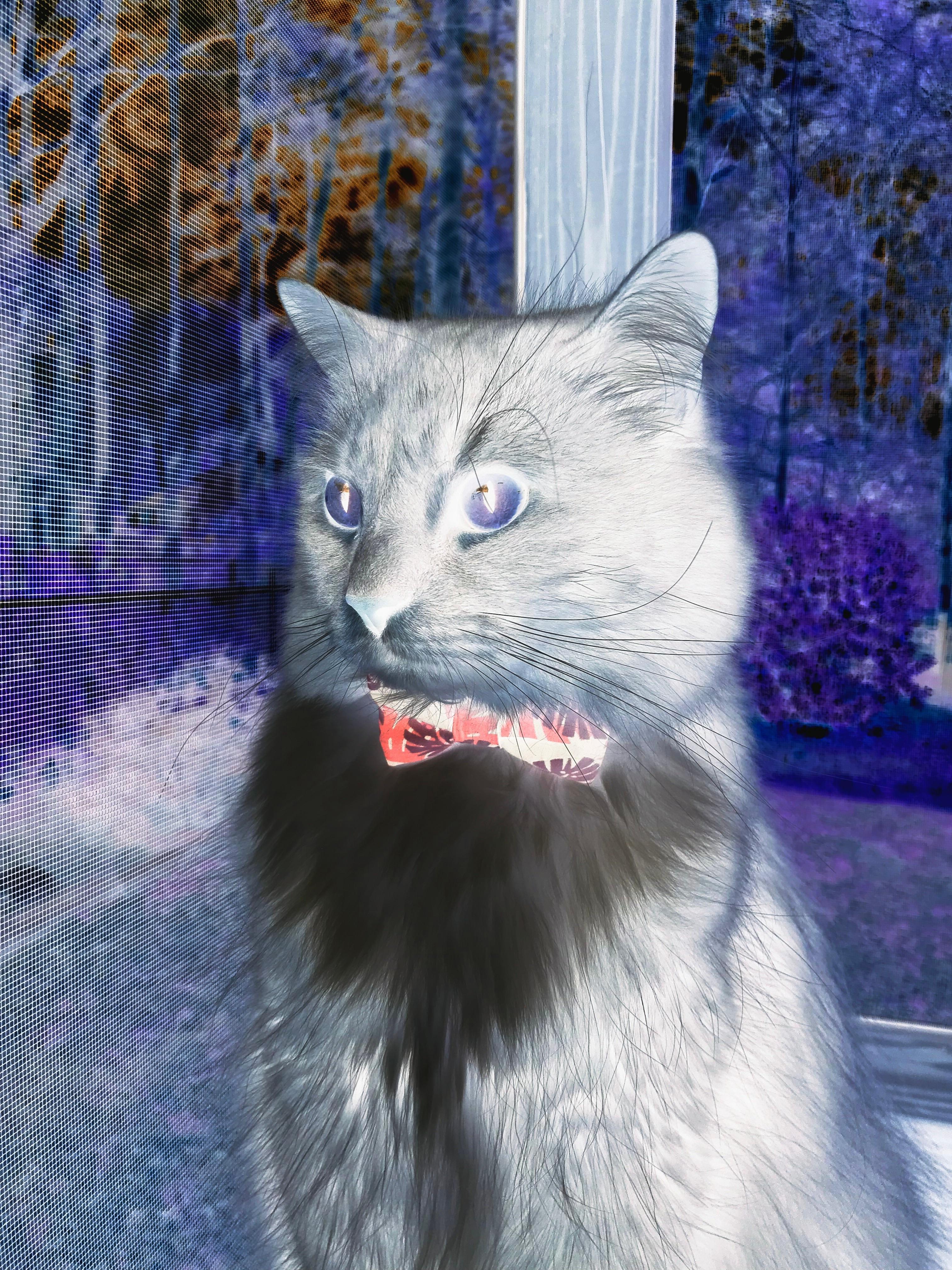 罗马俱乐部冷门获胜，球迷欢呼不止，罗马俱乐部球员