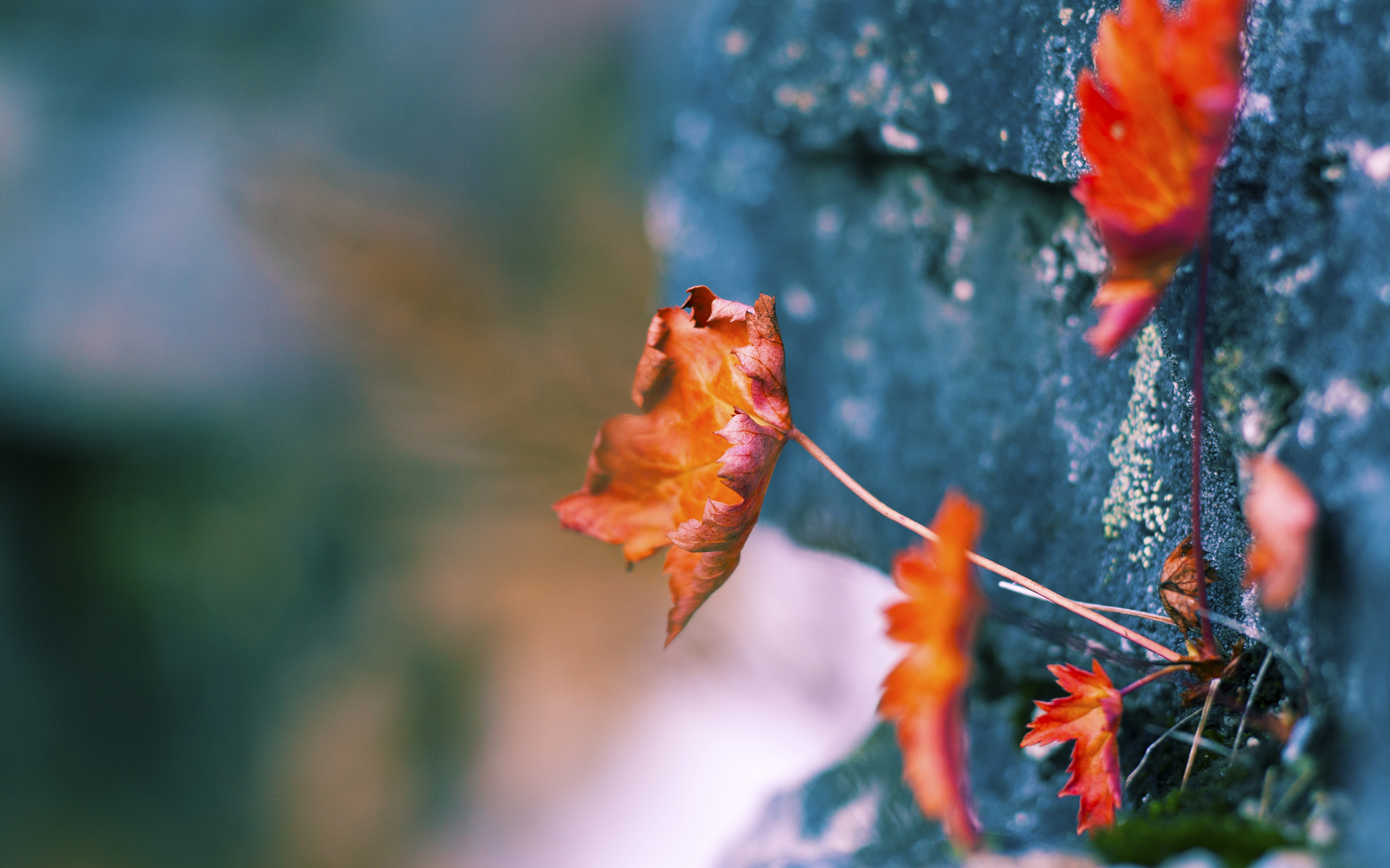 NBA赛季助攻王排行榜，nba本赛季助攻王