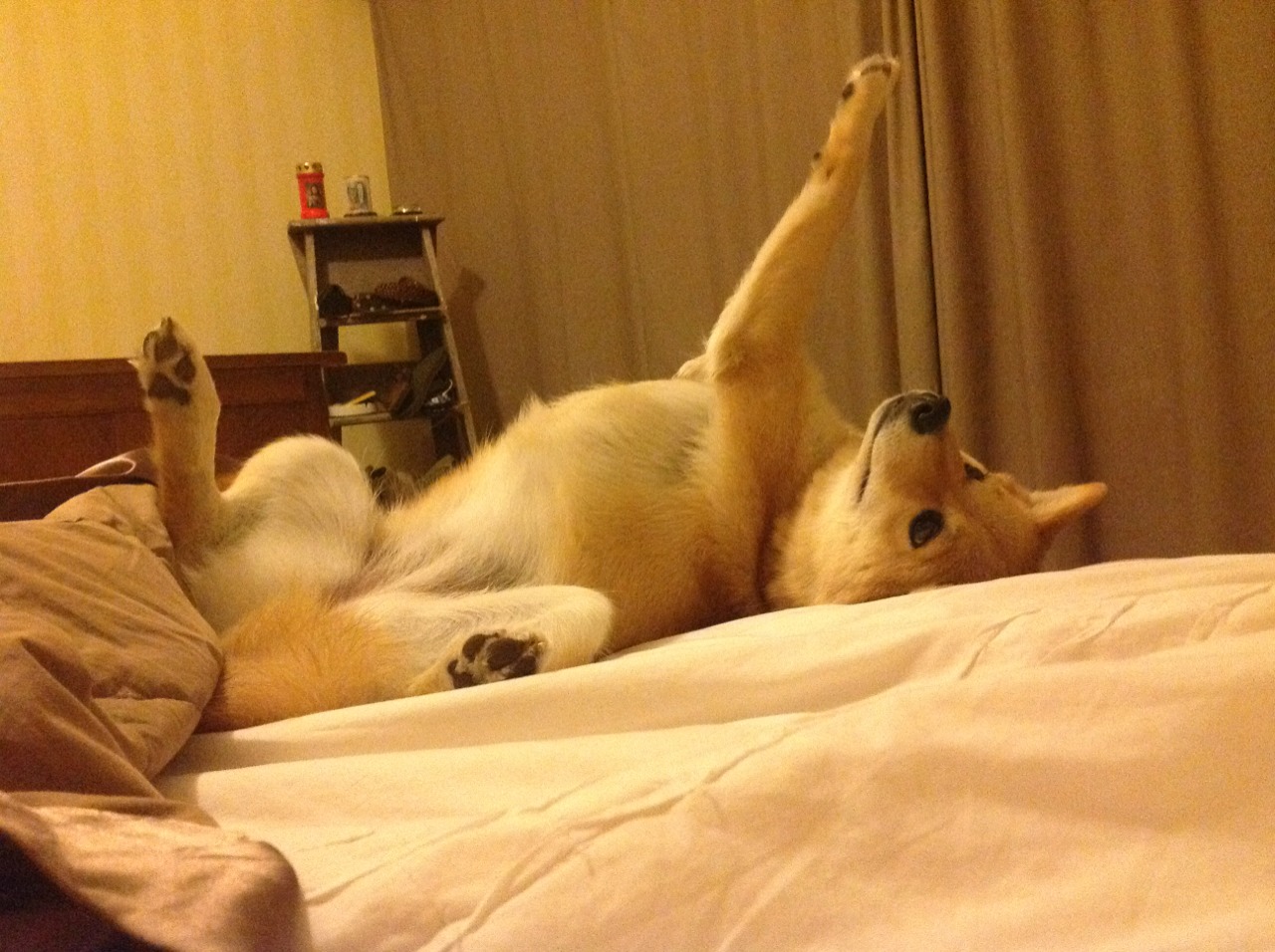 中国篮球职业联赛球队战术演变分析,中国职业篮球队所有队伍