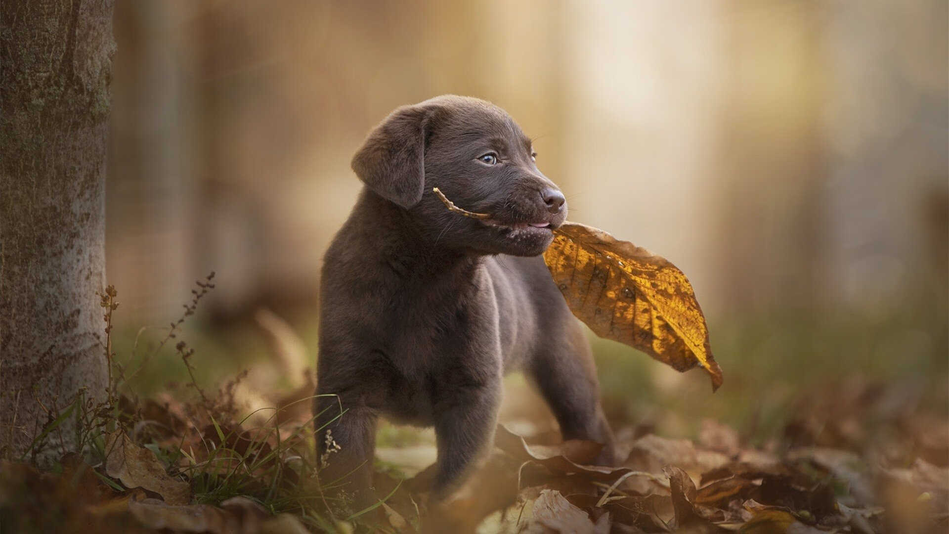 中小学体育课程教学内容创新策略,浅谈小学体育教学的创新