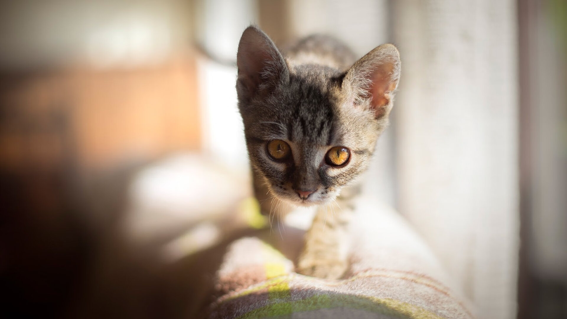 体育产业资本投资分析,体育产业资本的概念