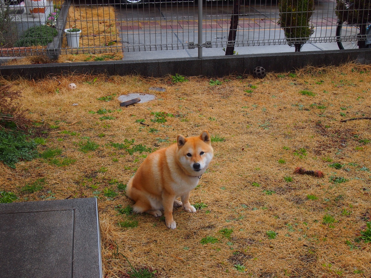 中队后程体力略显不足 澳队抓住机会，中队后面填什么