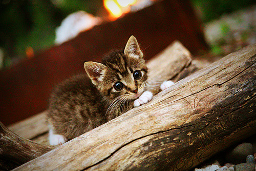 亚冠联赛关键场次激发球队潜力爆发，亚冠联赛冠军球队