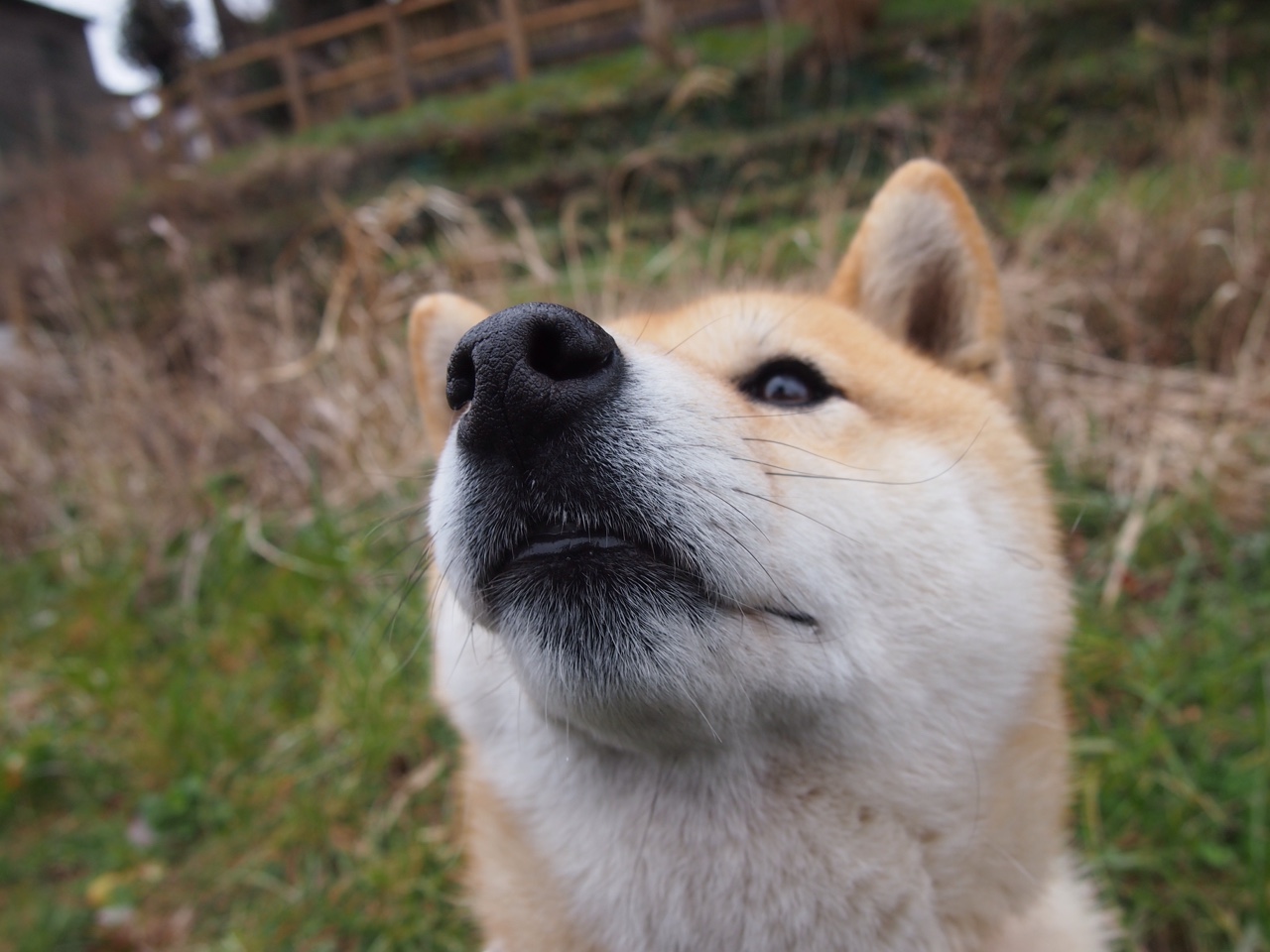 切尔西首夺扩军版俱乐部世界杯冠军,切尔西2021冠军