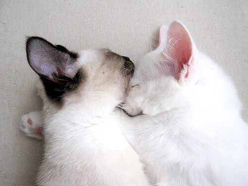 恩波利主力核心回归增强中场控制力，恩波利vs博洛尼亚直播