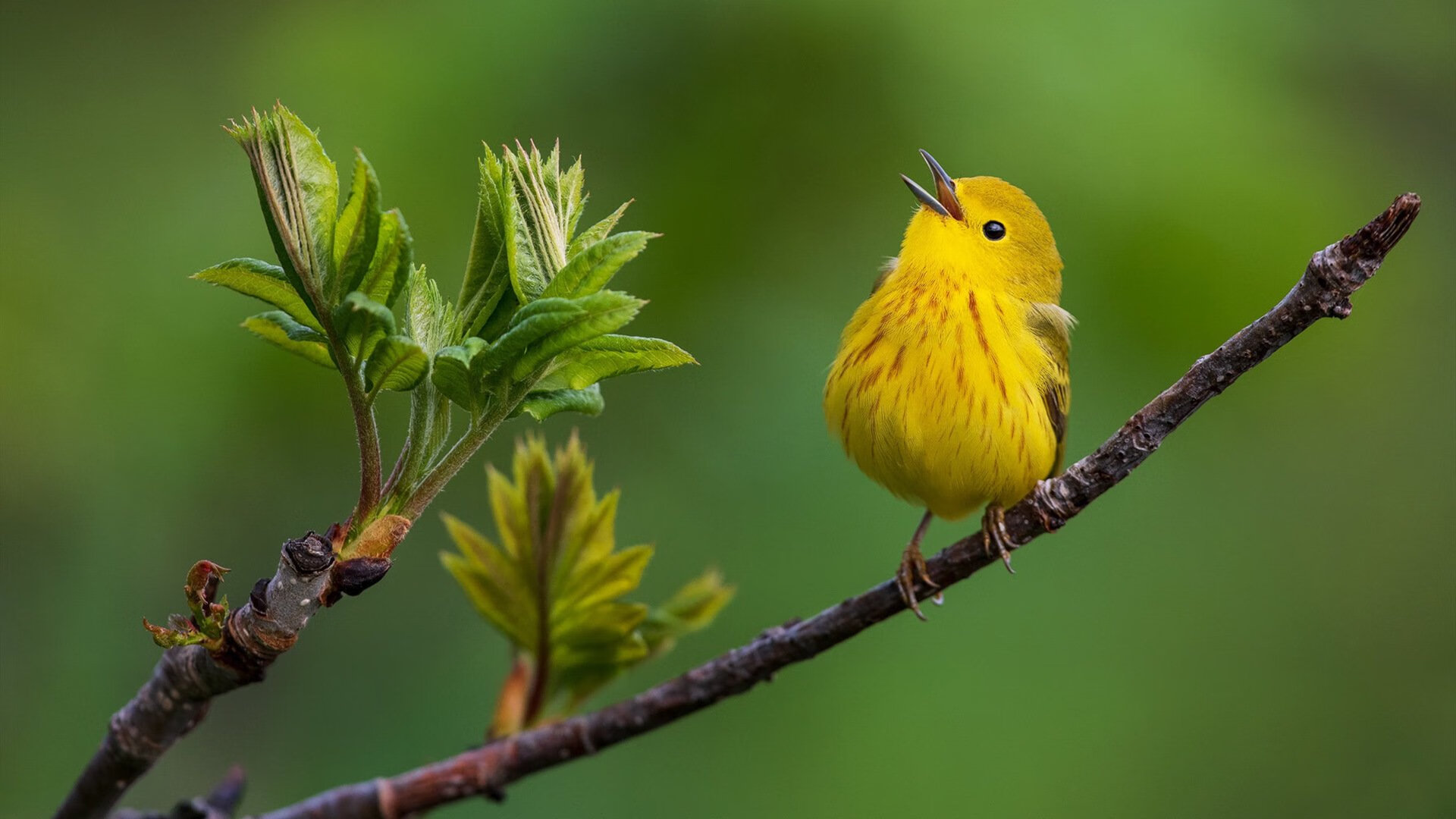 美选手滑行占比更高，中国更依赖划频，美国滑手nyjah