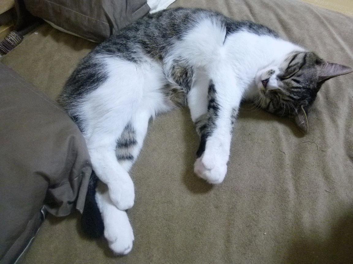 欧洲杯战术创新：多变阵型带来无限可能！，欧洲杯d组形势