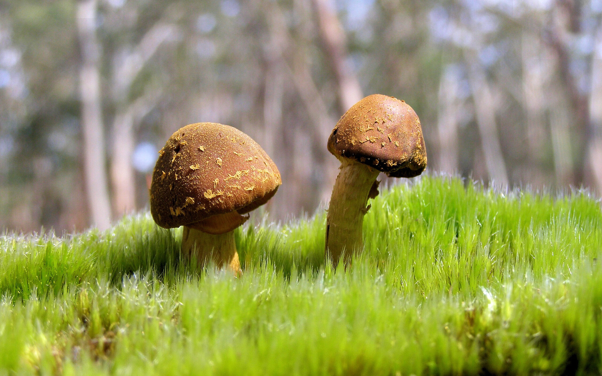 浓眉罚球线附近命中率大幅提升，浓眉总决赛罚球命中率