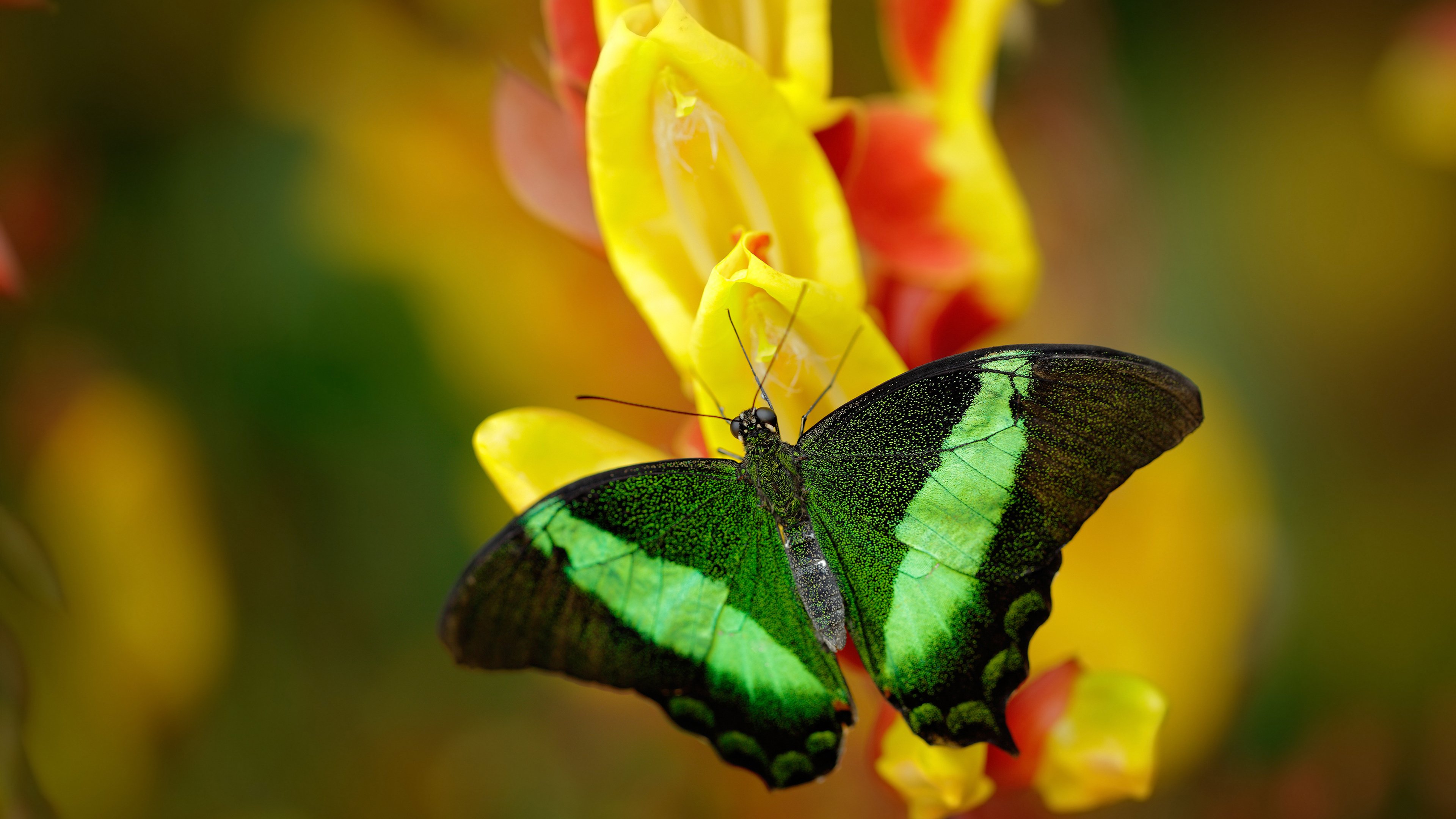 高校篮球引入职业球探参与比赛观察发掘人才，高校篮球训练理念以及训练方法研究